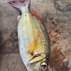 Threading bream that Adi gave us. Sweet tasty fish, but bones!