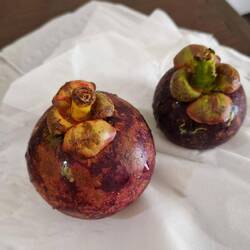 Mangosteen