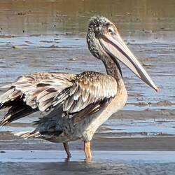 Ain't I beautiful, he says