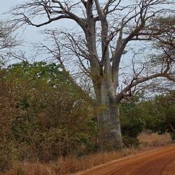 Right next to the old Baobab tree lived the nasty old 🐊 crocodile,,😅