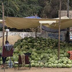 But these are water melons
