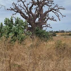 Everything is used: it's leaves, it's sap and it's wood. But the crown of the tree is left lying