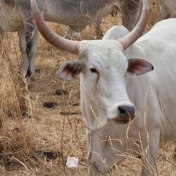 And wonderful long horn cattle. Finally no mor goats and sheep