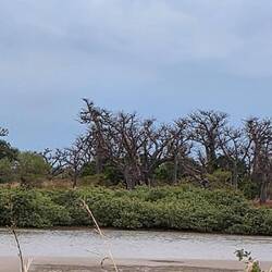Baobabs are a sacred tree, the ancestors live in its branches.