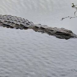 Slowly he swam to the shore of the brown muddy river. It had been a strenuous day.