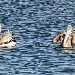 This male pelican is getting quite spaced out by the beauty of the elegant lady