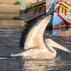 Pelecan ready for take-off on runway three!