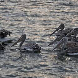 Pelecans in numbers I never believed possible