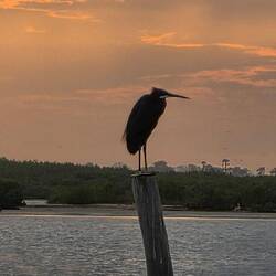 This bird has the most versatile neck imaginable (look at next two photos)