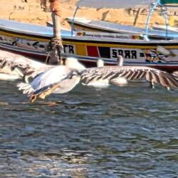 Cruising altitude reached!