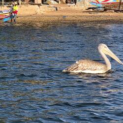 Pelican ready for taxi to runway 3