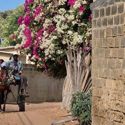 Horse carts as transport