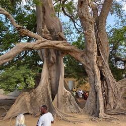 The two sacred trees intertwined, representing man and woman