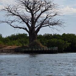 Sacred Baobab tree. Regularly the animists celebrate here