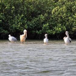 Birds birds wonderful birds