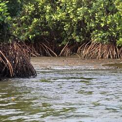 Mangroves with oysters growing on their roots