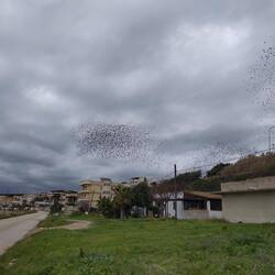 Seccagrande: im Winter von Staren bevölkert