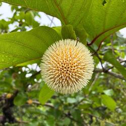 Elefanten sollen die Bällchen mögen...