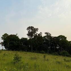Im obersten Geäst raschelt ein Colobo-Affe . Mit bloßem Auge nicht zu erkennen