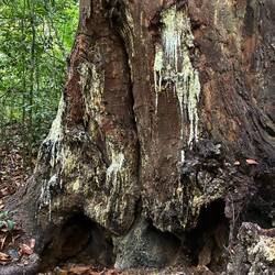 Intensiv duftendes Harz eines mehrere Hundert Jahre alten Urwaldriesen