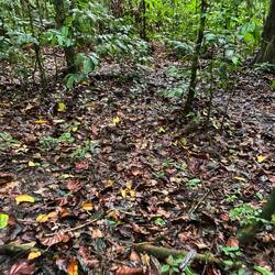 Der von langsam vermoderndem Laub bedeckte Waldboden ist öde