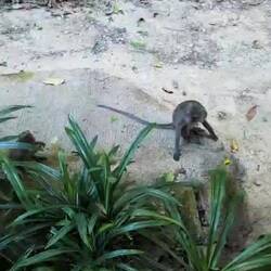 Das Pfeifen kommt von irgendwelchen Tieren hier...