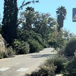 ...bald wieder Wald?...