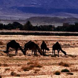 Unterwegs in der Sahara