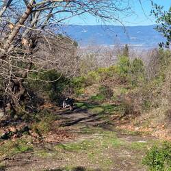Hier kommt ein Teil des Rudels daher gedüst....