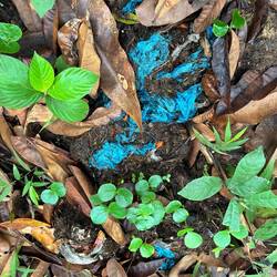 Plastikmüll im Dung