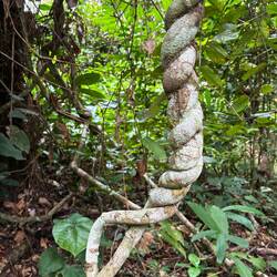 Natürliche Flechtarbeit