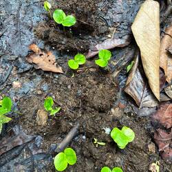 Aus dem Dung der Elefanten entspringt neues Leben