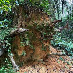 Elefanten kommen hierher, um sich mit Mineralien zu versorgen