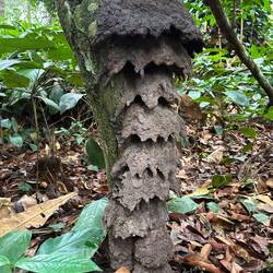 Raffinierter Termitenbau