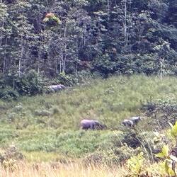 Die zweite Herde war zum Fotografieren zu weit weg