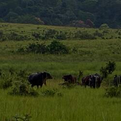 Die Büffelherde ist etwas düster