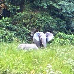 Waldelefantendame mit Bambino