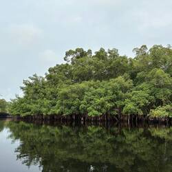 Zum Schluss eine halbe Stunde durch die Mangroven