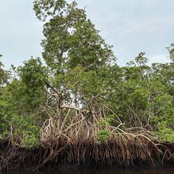 Krabben und Schlammspringer sind die einzigen Mangroven-Bewohner, die wir entdecken