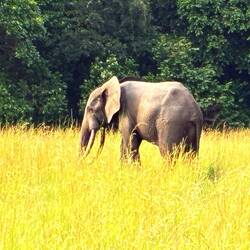 Was für ein Tier. Elefantenbulle mit bodenlangen Stoßzähnen