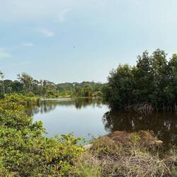 Lagunen zwischen Wald und See