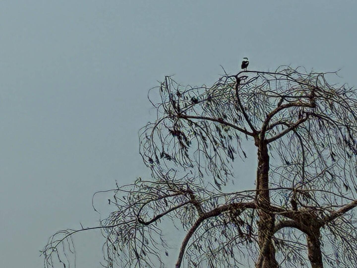 Suchbild - oben sitzt ein Vogel 😄