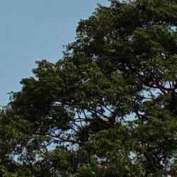 Irgendwo da oben tobt eine Gruppe Affen herum.