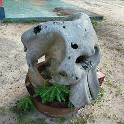 Schädel eines Flusspferdes