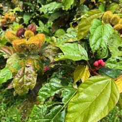 Achiote (Annatto)