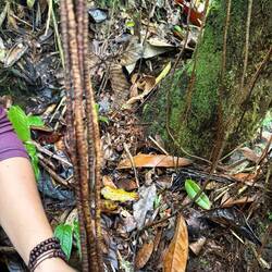 Jungle vines for basket weaving