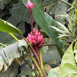 Bananas