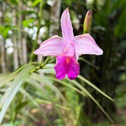 Tall orchid