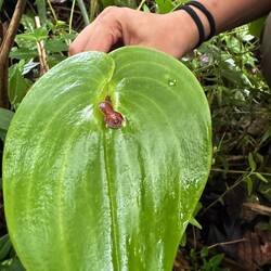 Orchid flower