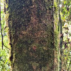 Leopard marks